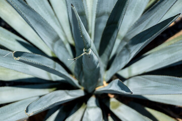 Blue Agave  tequila plant in Mexico