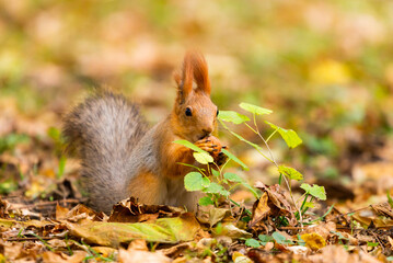 A red squirrel or Sciurus vulgaris also called Eurasian red sguirrel in autumn park forest. Autumn squirrel portrait.