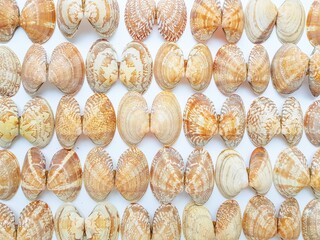 Sea washed vongole shells on a white background.