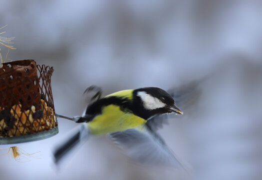 The great tit flies off from the feeding trough, in the position when it did not have time to turn over