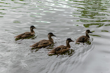 duck and ducklings