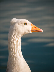Close up with a Goose bird. Portrait of a white goose.
