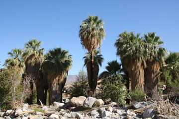 Andreas canyon near Palm Springs, California, USA (August 31.2019)
