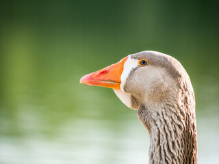 Close up with a Goose bird. Portrait of a Öland goose.
