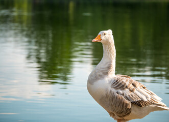 Close up with a Goose bird. Portrait of a white goose.