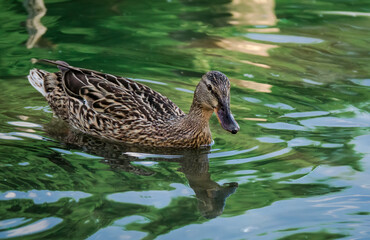 Mallard duck swimming on the water of a lake.
