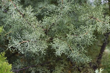 Cupressus arrizonica 'Blue Ice' is a Cupressaceae evergreen conifer. The scent of the tree and the silvery white color of the leaves are very popular as a symbolic tree.