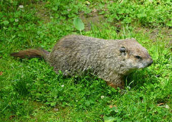 A groundhog searching for food on the grass