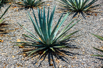 Blue Agave  tequila plant in Mexico