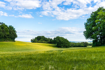 Obraz premium Rural green field landscape with camomile lines and yellow field with blue sky and light white clouds. Windows XP like wallpapers in Germany , Moselle river valley 