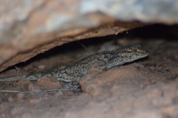 Lagarto