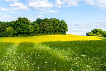 Rural green field landscape with camomile lines and yellow field with blue sky and light white clouds. Windows XP like wallpapers in Germany , Moselle river valley 