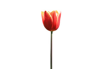 Red tulip isolated on white background