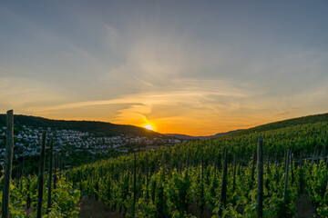 Breathtaking fire pastel sunset over the vineyards of Moselle river valley in Germany in Bernkastel-Kues 