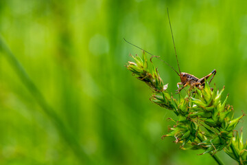 Grasshopper resting on the grass.