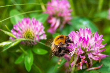 Bumblebee pollinating purple flowers on the grassland.