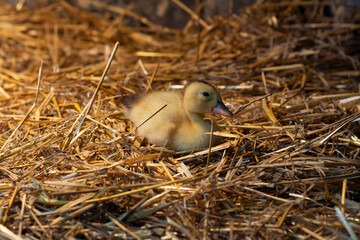 One-day-old duckling of the Mulard breed on a straw in the barn.