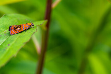 forest moth butterfly resting on the leaf.