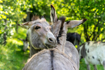 Two grey donkeys hug and kiss each other with their neck crossed. Bonding donkeys in Germany 