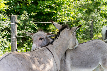 Fototapeta premium Two grey donkeys happily embrace and hug each other as an old friends reunion , not respecting social distancing rule. Image captured in Germany , near Schalkenmehrener Maar , Dauner Maren in Eifel 