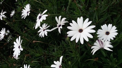 white daisies on green grass