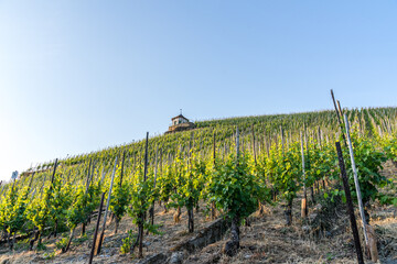 Blue sky over the vast green vineyards of Moselle river valley in Germany in Bernkastel-Kues located on a hill.