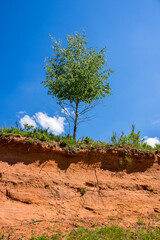 Lonely standing birch tree on a steep slope of volcanic garden Steffeln in Germany