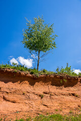 Lonely standing birch tree on a steep slope of volcanic garden Steffeln in Germany