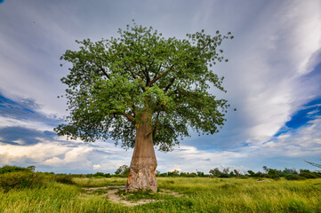baobab