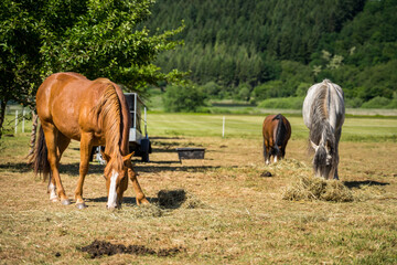 Three horses depasturing with their head down to the hay in Germany , Meerfeld near Meerfelder Maar