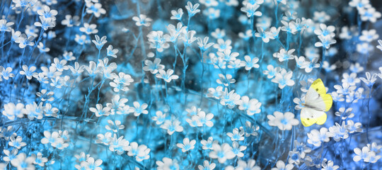 Field of flowering white flowers.