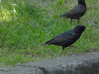 crow on the grass