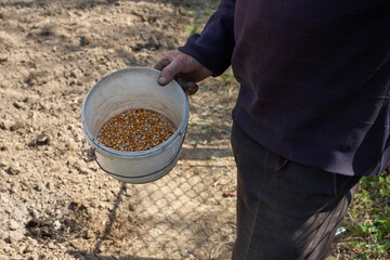A man is planting corn. A man holds a bucket in which there are corn seeds.