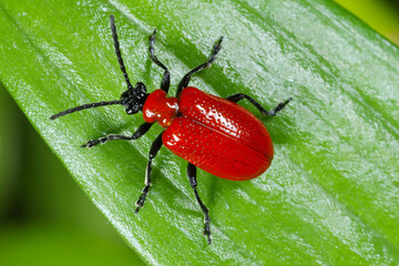 The scarlet lily beetle, red lily beetle, or lily leaf beetle (Lilioceris lilii), is insect eats the leaves, stem, buds, and flower, of lilies, fritillaries and other of the family Liliaceae. - obrazy, fototapety, plakaty
