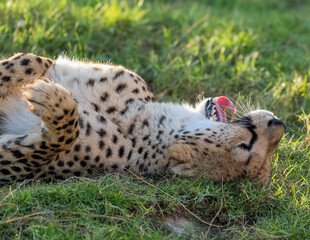 Big Cat Cheetah in a Wild Jungle