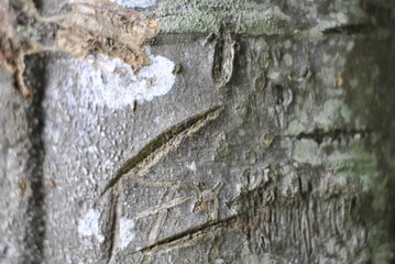 Background of tree bark texture Banda Aceh. Aceh, Indonesia