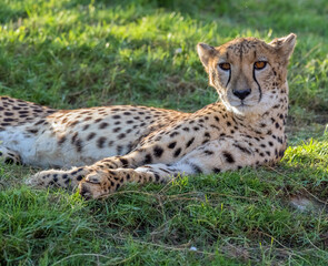 Wildlife Big Cat Cheetah or Tiger in a Jungle