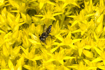 Megachilid Bee, Leafcutter Bee (Megachile spec.) on Sedum