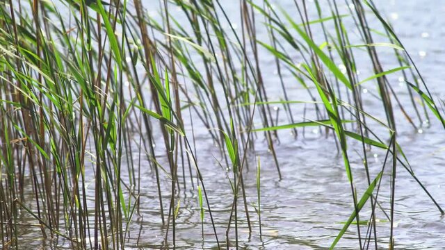 Fresh green stems of the common reed grass, Phragmites Australis, growing in the clear waters of a lake on a sunny day in sping.