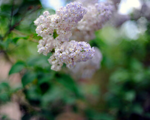 Lilas en fleurs au printemps