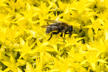 Fly on Biting Stonecrop (Sedum acre) cleaning its eyes
