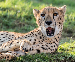 Wildlife Big Cat Cheetah or Tiger in a Jungle