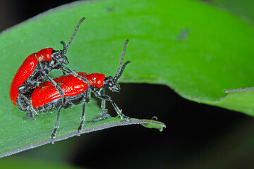 Fototapeta premium The scarlet lily beetle, red lily beetle, or lily leaf beetle (Lilioceris lilii), is insect eats the leaves, stem, buds, and flower, of lilies, fritillaries and other of the family Liliaceae.