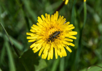 Yellow dandelion (Taraxacum officinale)  in grass and the insect on it