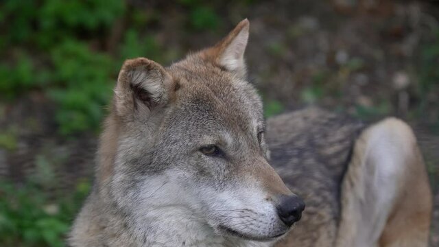Wolf howling. Wolf in captivity in Zoo howling. Alpenzoo in Innsbruck