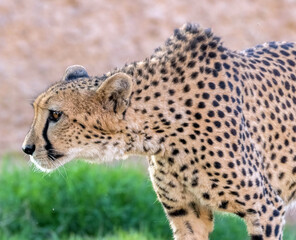 Wildlife Big Cat Cheetah or Tiger in a Jungle