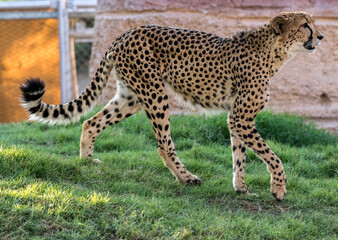 Big Cat Cheetah in a Wild Jungle © Abrar