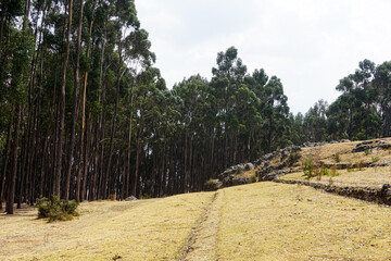 Qenqo Eucalyptus Forest. Cusco, Peru