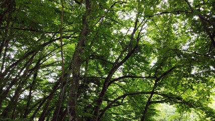 Forest trees in Savoy