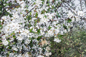 Branches of blossoming apricot macro with soft focus on gentle light blue sky background. For easter and spring greeting cards with beautiful floral spring abstract background of nature